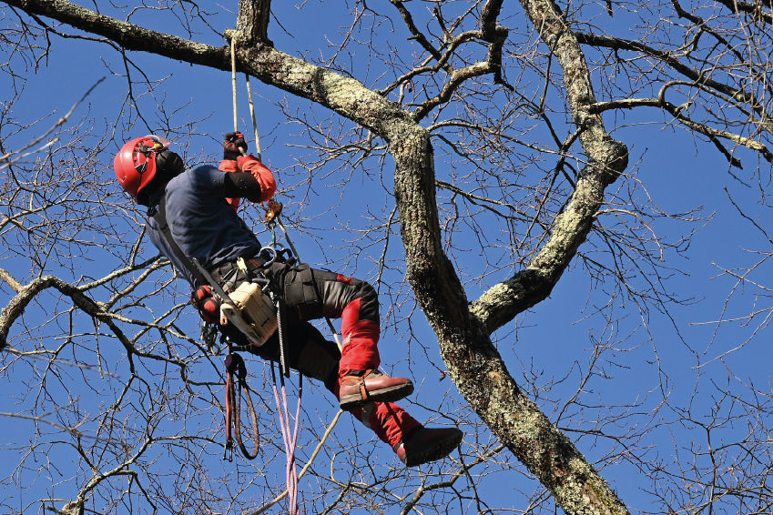 un paysagiste en train d'élaguer un arbre dans un jardin