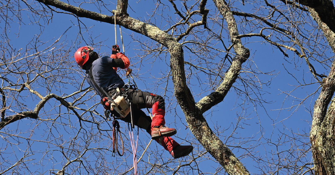 un paysagiste en train d'élaguer un arbre dans un jardin