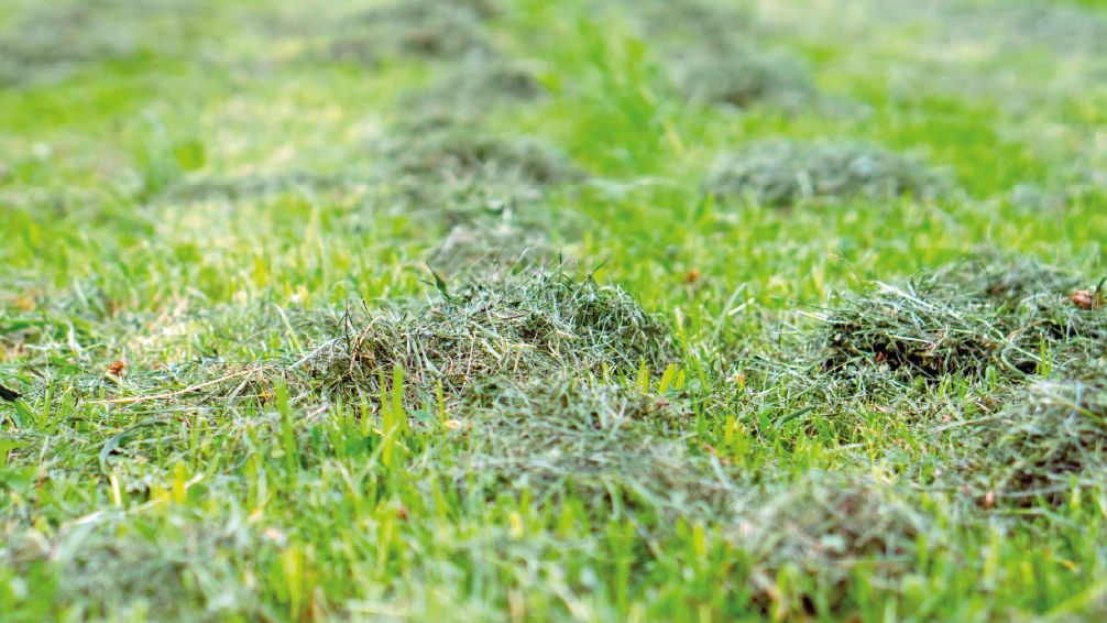 brins d’herbe coupés finement afin de produire un mulch pour nourrir le gazon