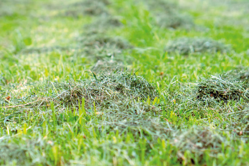 brins d’herbe coupés finement afin de produire un mulch pour nourrir le gazon